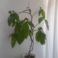 گل و گادان دوعدد