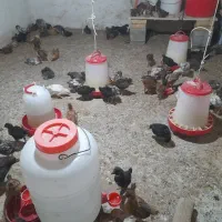 فروش جوجه