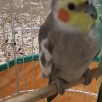 عروس هلندی نر