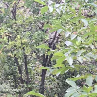 زمین-باغی-6500-متر-دارای-مرکبات-فوری-فروشی