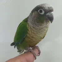 گرینچیک نرکوتوله جفت باجوجه نرماده تک باضمانت کتبی