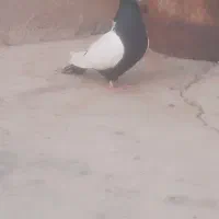 سینه ای|پرنده|مسجد سلیمان, |دیوار