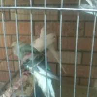 مرغ عشق دوماهه