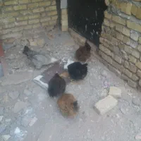 ۶عددمرغ محلی تخم گذار