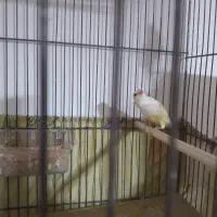 فنچ