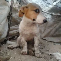 سگ پا کوتاه کامل باهوش اصل
