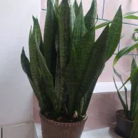 گل های زیبا و شاداب|گل و گیاه طبیعی|فسا, |دیوار