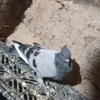 کبوتر  تهرانی
