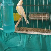 ۳جفت قناری|پرنده|جیرفت, |دیوار