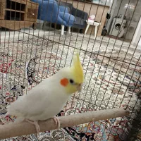 عروس هلندی|پرنده|تهران, ده‌ونک|دیوار