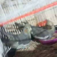 دو عدد جوجه عروس هلندی 4ماهه