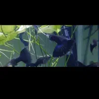 گوپی وارداتی|ماهی|تربتحیدریه, فردوسی جنوبی|دیوار