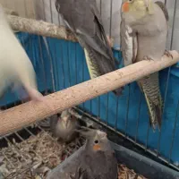 عروس هلندی|پرنده|قصرشیرین, |دیوار