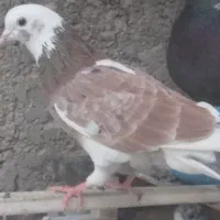 کفتر یا کبوتر