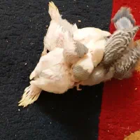 جوجه مرغ عشق