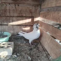 کله سبز|پرنده|یزد, |دیوار