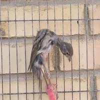 قناری سبز و طوسی جیبر|پرنده|فسا, |دیوار