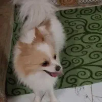 سگ نر|سگ|بندرعباس, |دیوار