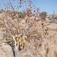 ۳هزار متر زمین کشاورزی روی خیابان اصلی|فروش زمین و ملک کلنگی|مریوان, |دیوار