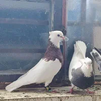 نروماده طوقی ضمانتی|پرنده|زابل, |دیوار