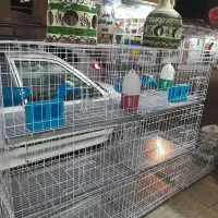 قفس جوجه گیری وانواع لوازم جانبی ودارو