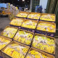 پخش میوه درجه یک مراسم تولد نامزدی عروسی ختم|خدمات پذیرایی، مراسم|فردیس, ثابتی|دیوار