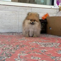 سگ پامر خرسی|سگ|فولادشهر, پارک کوهستان|دیوار