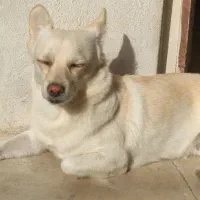 سگ ماده پامر|سگ|ایلام, |دیوار