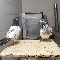 نر و ماده کله دم سبز درجه یک به شرط تخم و جوجه