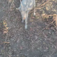 کولارو بز سانن|حیوانات مزرعه|فردوس (خراسان), |دیوار