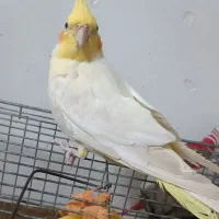 عروس هلندی