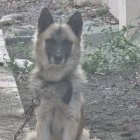 ژرمن سفید و طلایی بسیار اصیل