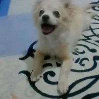 سگ پامر 5 ماهه