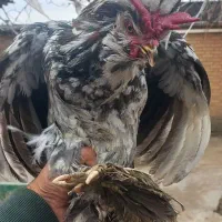 خروس|حیوانات مزرعه|الوند, |دیوار