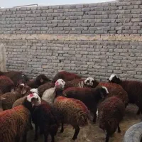 بره نر قزل افشار