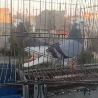 شازده سبز|پرنده|سرخنکلاته, |دیوار