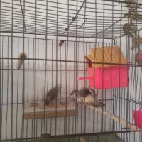 سلام ۳عدد فینج ۳ماهه دونخور وزرنگ|پرنده|تبریز, |دیوار