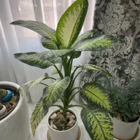 گل دیفن باخیا