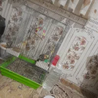 عروس هلندی سخنگو