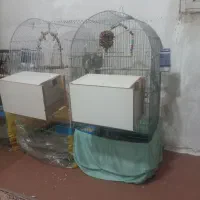 فروش عروس هلندی وطوطی برزیلی