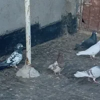 کبوترصید شب