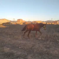 اسب ماده|اسب و تجهیزات اسب‌سواری|اردبیل, |دیوار