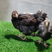 جوجه ۴۵ روزه ویاندوت|حیوانات مزرعه|تهران, تهرانسر غربی|دیوار