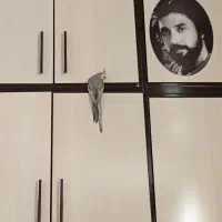 عروس هلندی|پرنده|نجف‌آباد, یزدانشهر|دیوار