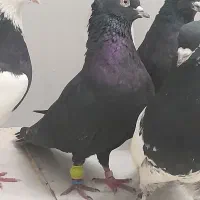 کبوتر|حیوانات|شوشتر, |دیوار