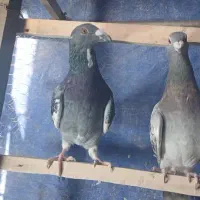 کفتر آلمانی نرو ماده