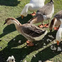 قو غاز|حیوانات مزرعه|رضوانشهر, |دیوار