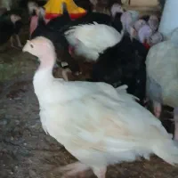 فروش بوقلمون