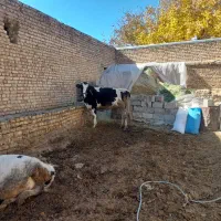 گاو و گوساله|حیوانات مزرعه|زنده رود, |دیوار