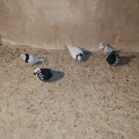 ۵عدد کبوتر|پرنده|شیروان (خراسان), |دیوار